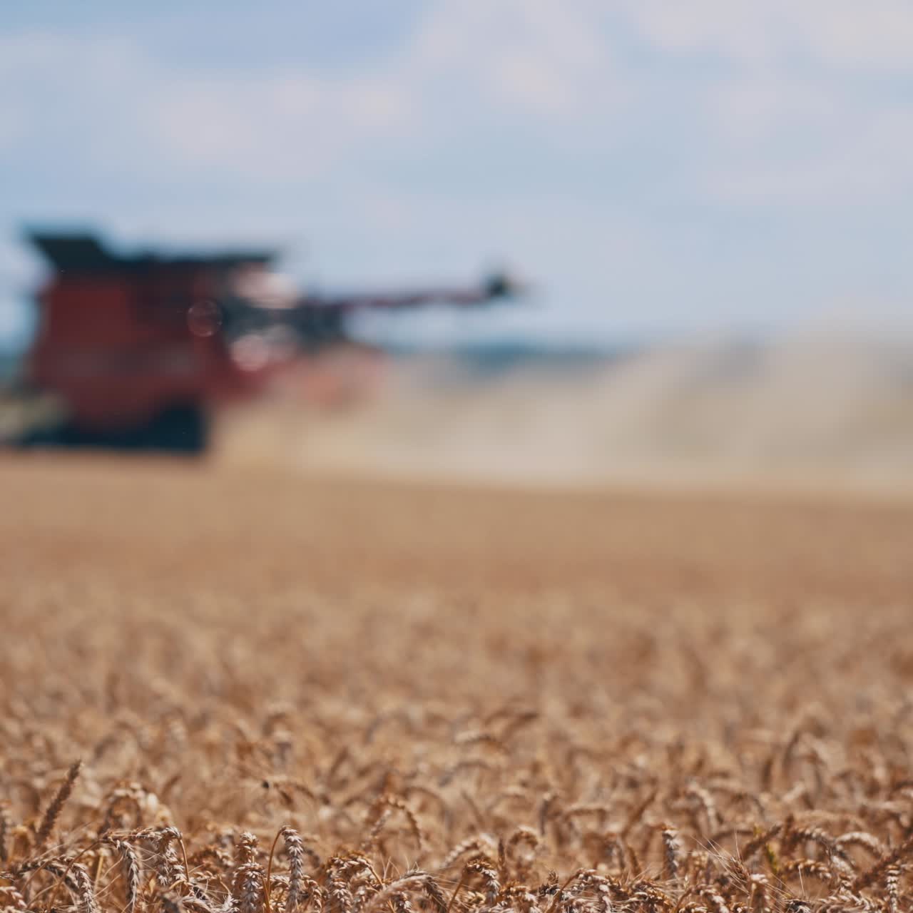 Wheat field. Ripe spikelets of wheat on the blurred background of combine harvester working in summer time. Close-up.