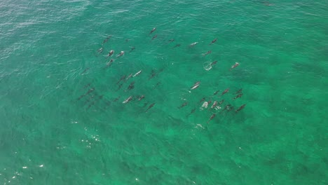 gran manada de delfines nadando en las islas maldivas con agua turquesa en un día soleado, vista aérea superior seguir tiro