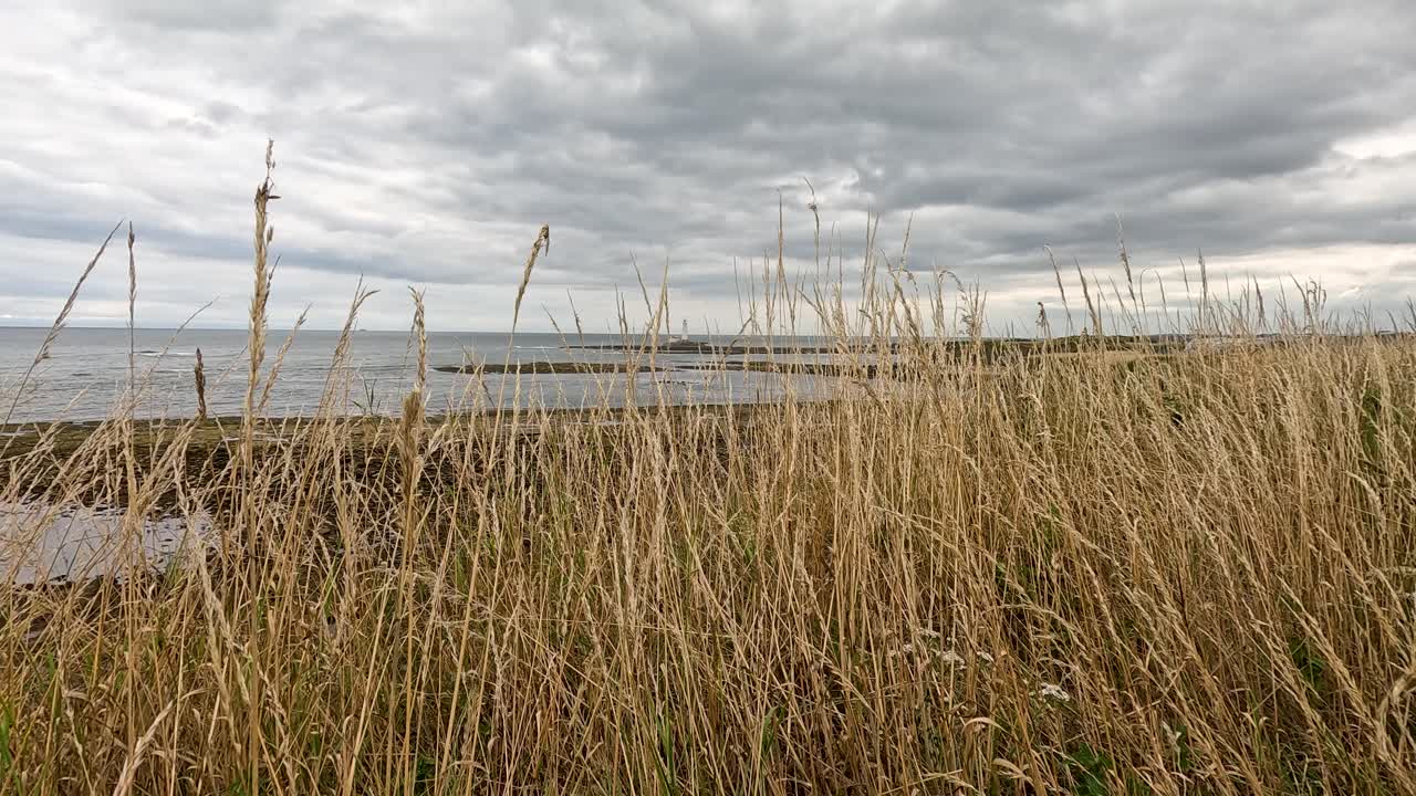 Tall golden grasses sway in the wind along a coastal shoreline under overcast skies, with the sea and distant lighthouse visible. Static wide shot