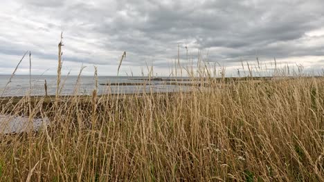 tall golden grasses sway in the wind along a coastal shoreline under overcast skies, with the sea and distant lighthouse visible. static wide shot