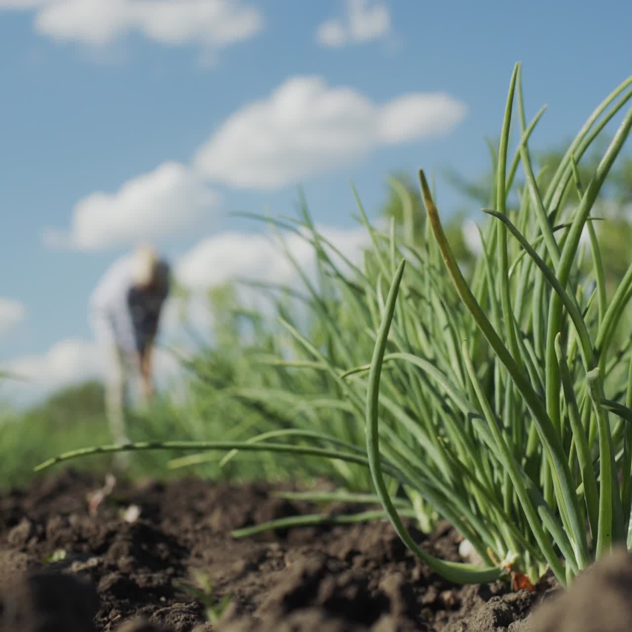 양파는 농부를 배경으로 파란 하늘을 배경으로 자랍니다.