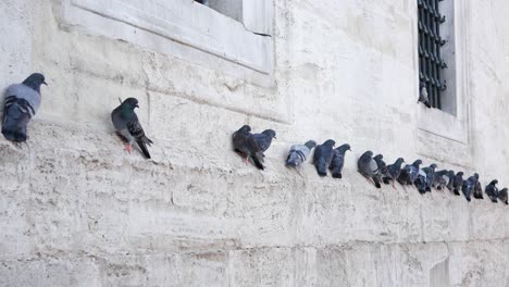 pigeons perched on a stone wall