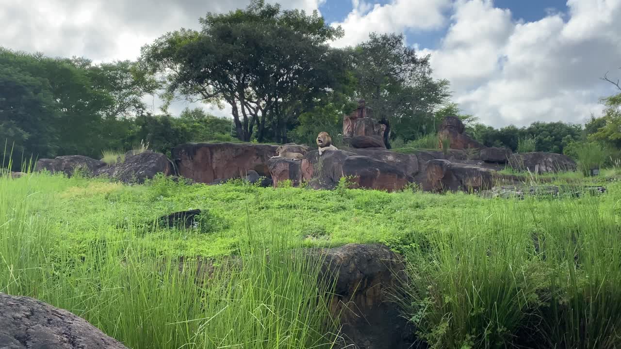 lion on safari drive by