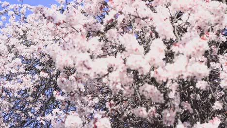 fuerte brisa sopla flores de cerezo
