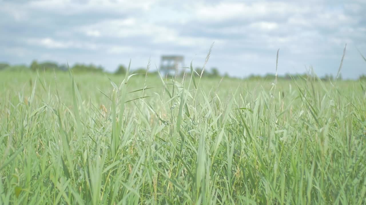 바람에 살랑살랑 흔들리는 갈대밭에 있는 감시탑의 초점