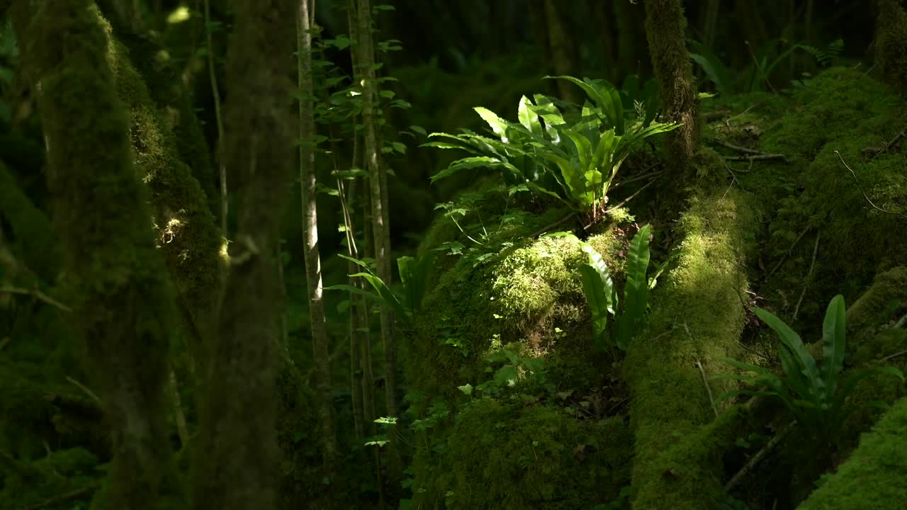 Hart’s Tongue Fern (Phyllitis Scolopendrium) in Mossy Forest – Gourgue d’Asque, Pyrenees, France