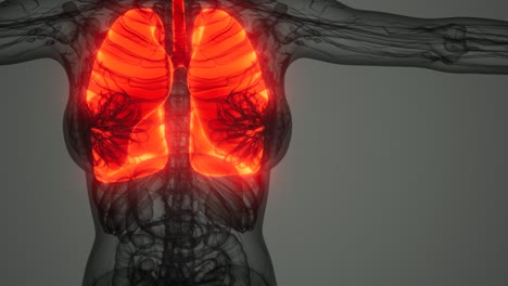 examen radiológico de los pulmones humanos