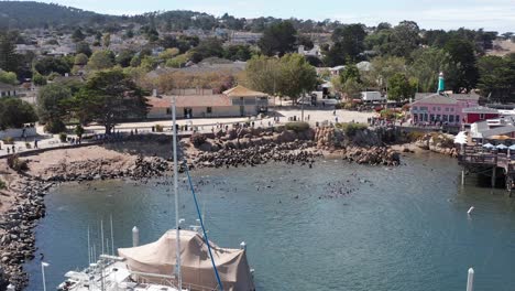 Aerial-close-up-panning-shot-of-a-large-group-of-sea-lions-playing-in-the-water-and-relaxing-on-the-shoreline-at-the-Old-Fisherman's-Wharf-in-Monterey,-California