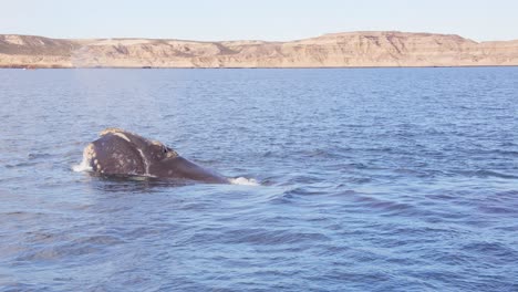 wide shot of the sea channel with a right whale logging with distant mountains visible