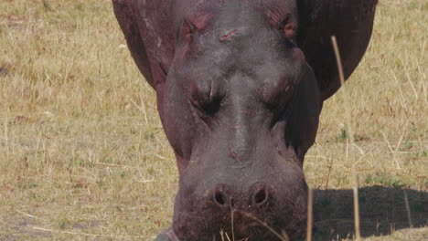 Ein-Einzelner-Verwundeter,-Schlaffer-Alter-Flusspferdbulle,-Der-Auf-Dem-Trockenen-Feld-In-Nxai-Pan,-Botswana,-Direkt-Auf-Die-Kamera-Zuläuft-–-Nahaufnahme