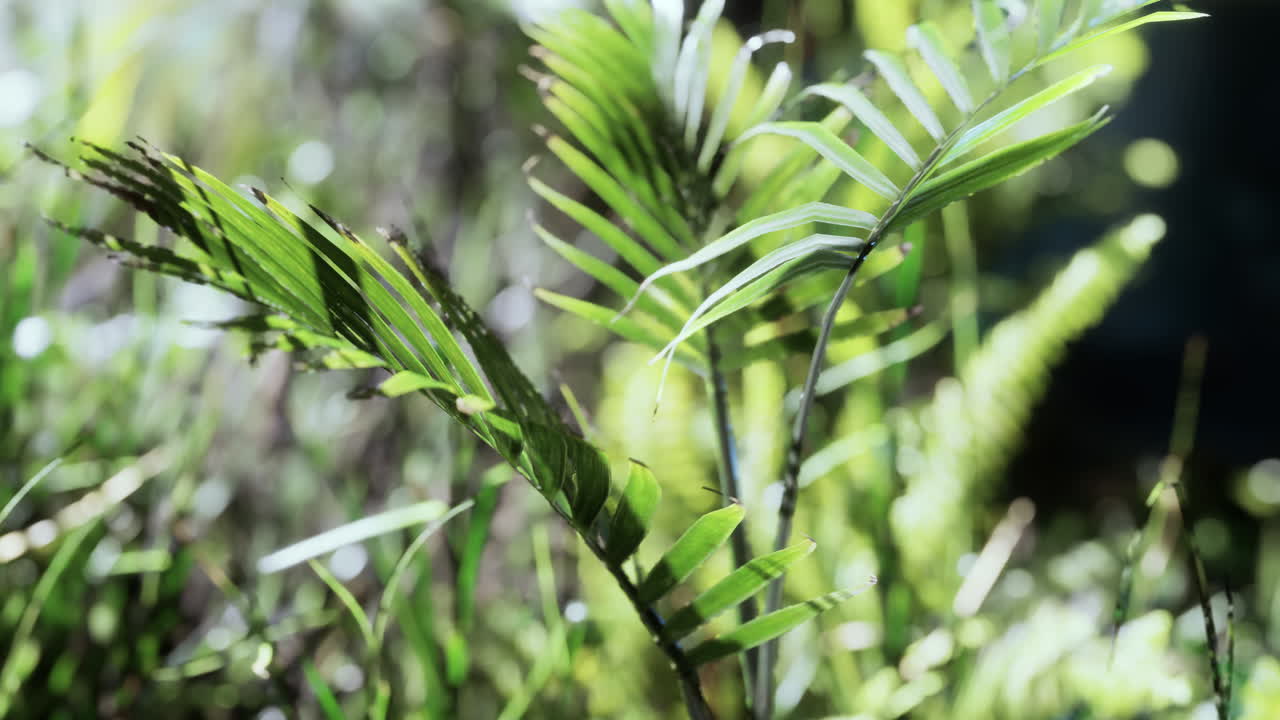 el sol brillando en el bosque tropical