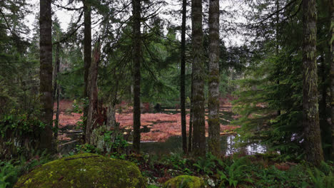 Pacific-Northwest-forward-shot-entering-creek-and-Evergreen-forest-with-a-moss-covered-rock-in-Washington-State