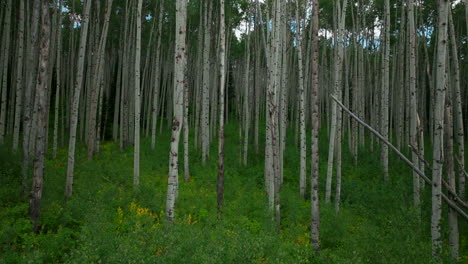 Luftbild-Drohnen-Slider-Nach-Rechts,-Langsam,-üppiges-Grün,-Perfekt,-Dichter-Espenwald,-Kebler-Pass,-Crested-Butte,-Telluride,-Vail,-Breckenridge,-Atemberaubender,-Friedlicher-Sommer,-Rocky-Mountains,-Colorado