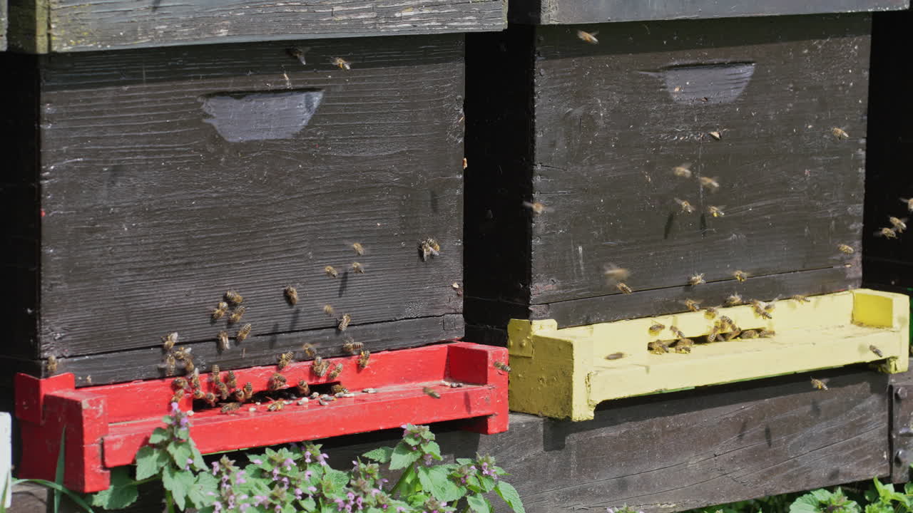 Countless honey bees flying back and forth from their wooden beehives on a sunny summer day
