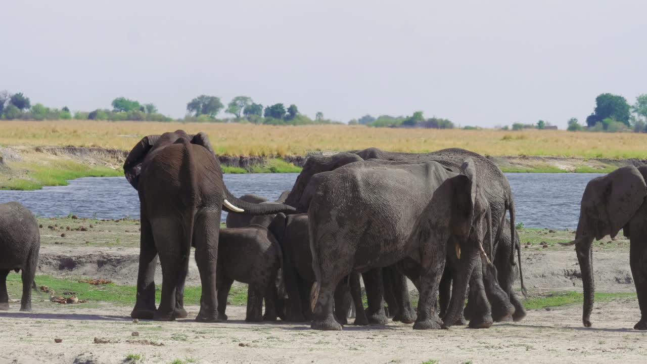 Afrika'daki Chobe Nehri kıyısında güzel Afrika fillerinden oluşan bir sürü - yakın çekim.