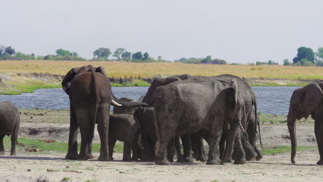 Eine-Herde-Wunderschöner-Afrikanischer-Elefanten-Am-Chobe-Fluss-In-Afrika---Nahaufnahme