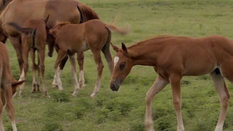 an adorable young colt grazes amongst other mares and colts in a field