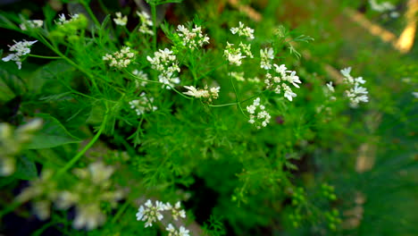 cilantro va a florecer en un jardín suburbano