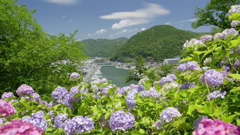 incredible cinematic summer scenery in japan with full blooming hydrangeas on top of shiroyama mountain