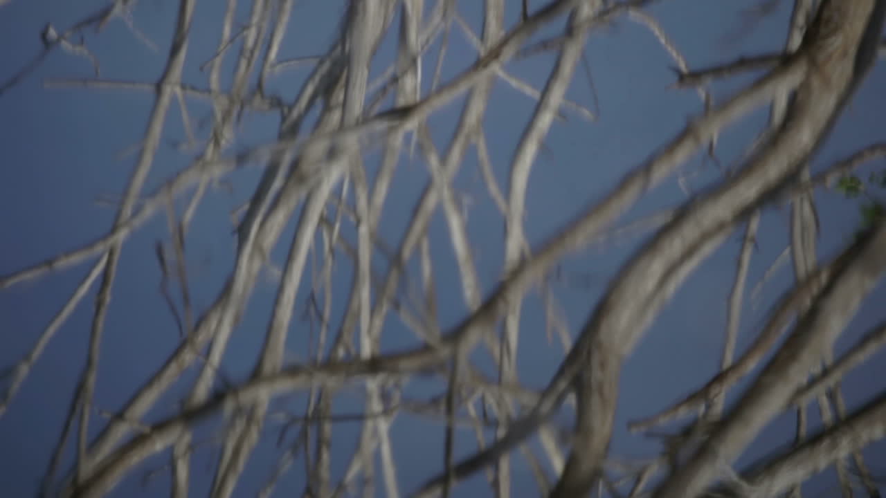 에스콘디도 새 06