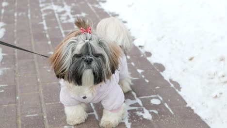 dog is walking. shih tzu is wearing pink costume, standing in the winter park.