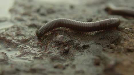 Close-up-of-a-worm-crawling-on-wet,-muddy-ground