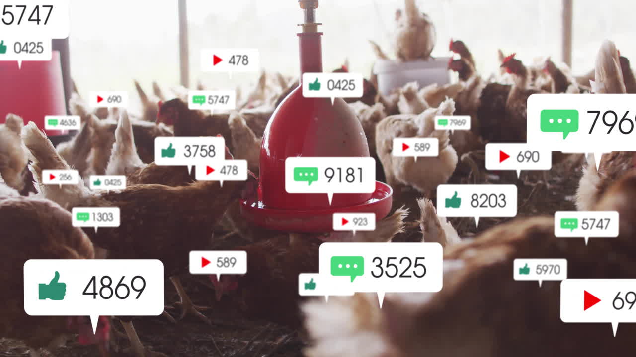 Flock of brown hens gathering around red waterer, showing floating green thumbs-up and play icons