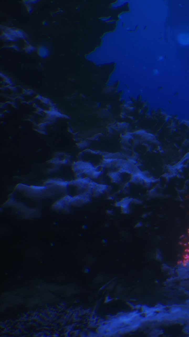 Vibrant coral reef teeming with life in warm ocean waters during noon