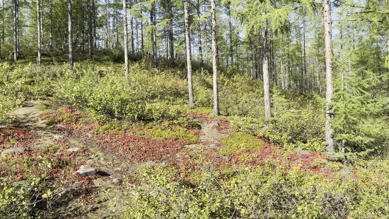 Tranquil forest path with vibrant autumn foliage