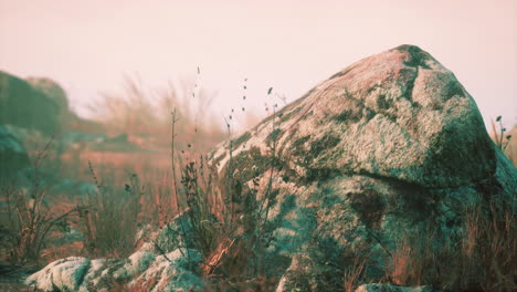 dry grass and rocks landscape
