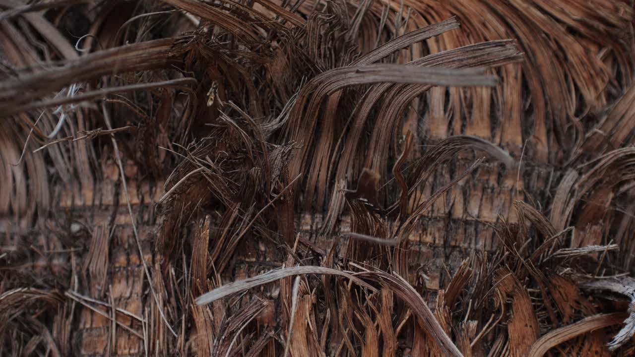 Close up green cactus with yellow spines within a desert environment, city park in Barcelona, Montjuic. African background
