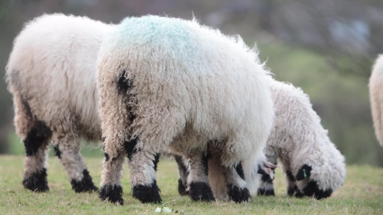 Valaise Blacknose koyunları otluyor. Bu dağ ırkı, İsviçre'nin Valais bölgesinden gelmektedir. Kış. Galler