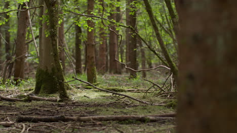 Die-Kamera-Schwenkt-Umher-Und-Blickt-Durch-Baumstämme-Und-Blätter-In-Einem-Dichten-Wald-Auf-Dem-Land