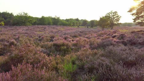 slow shot and walking in purple blossoming heathland, national park de meinweg, netherlands - 4k60p