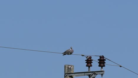 paloma sentada en una línea eléctrica rural acicalándose en un caluroso día de verano