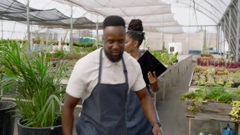 african american man in apron organizing plants in greenhouse, enjoying work
