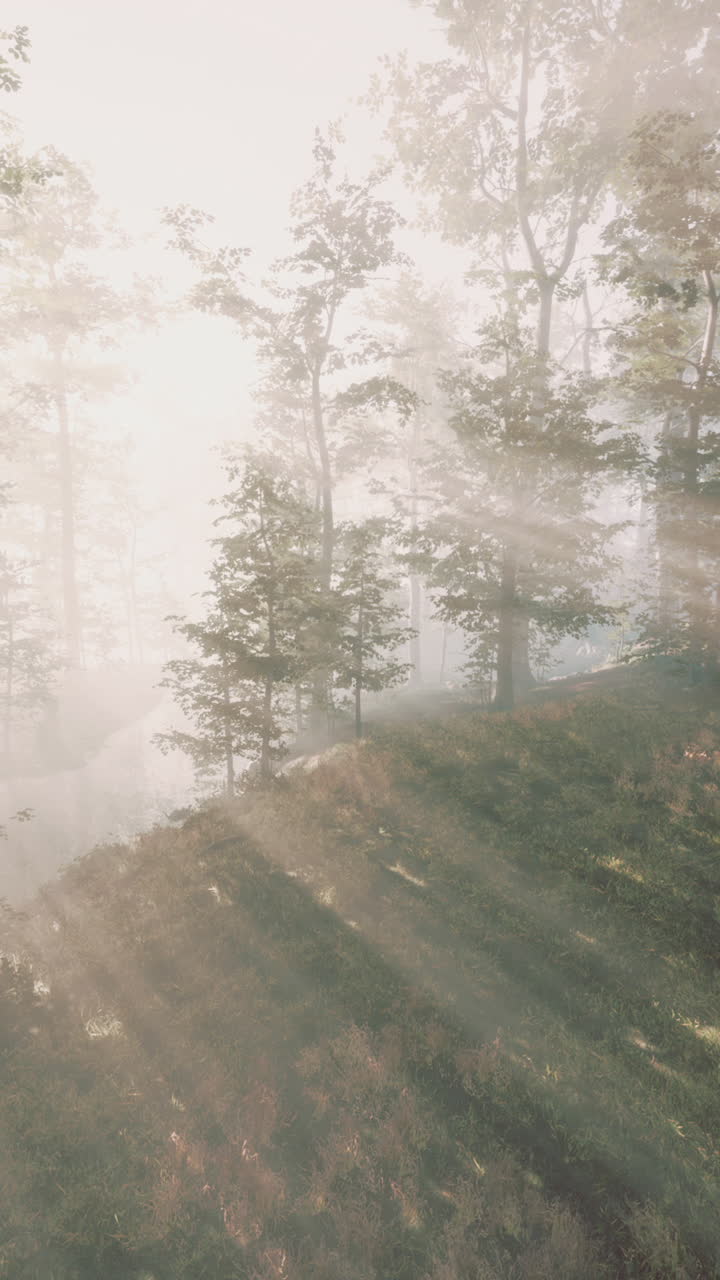 빛이 나무를 통해 흐르는 안개 숲