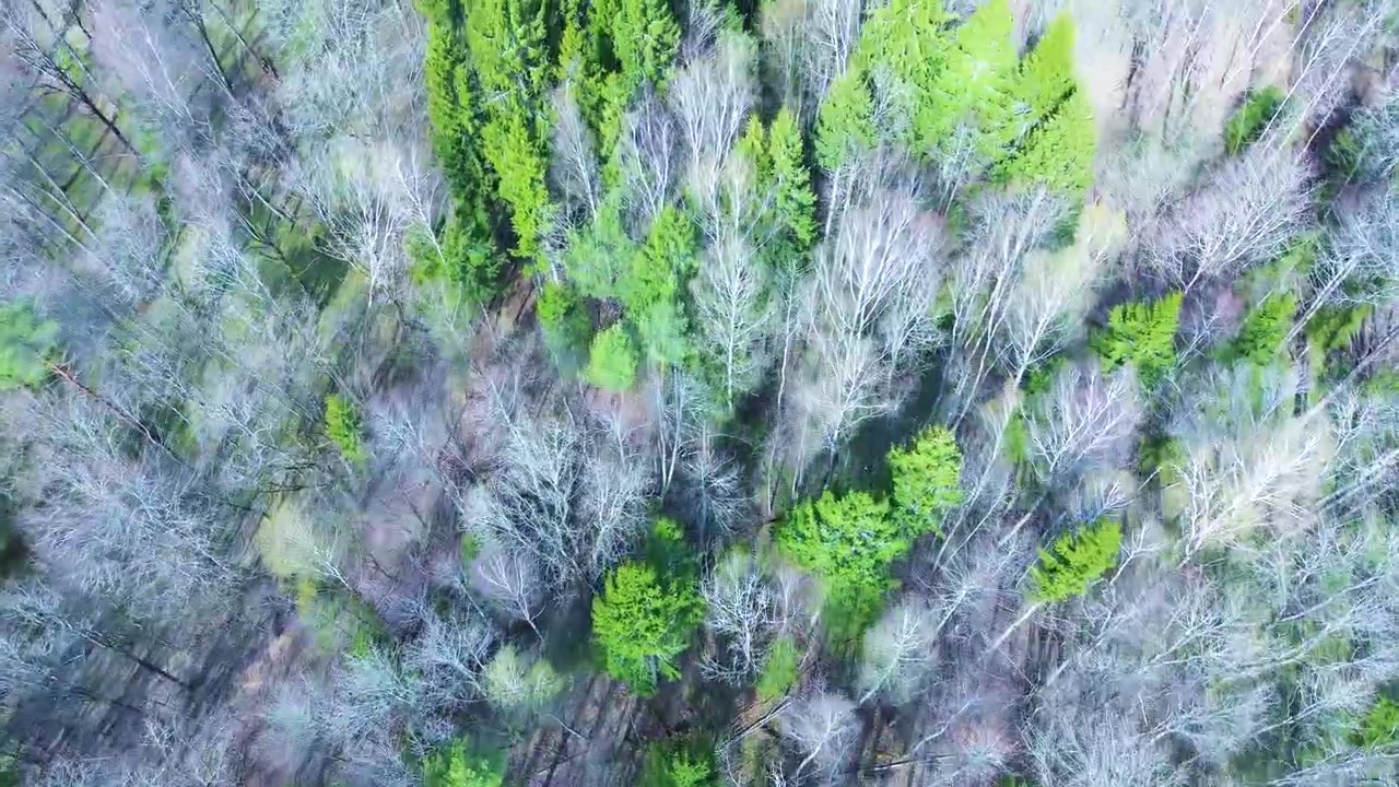 Luftperspektiv af blandet grøn nåleskov, kold årstid, Litauen, ingen sne