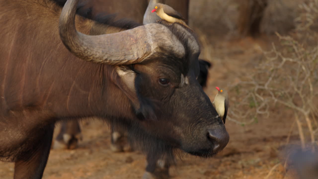 primer plano de un gran búfalo africano con pájaros lindos sobre su cara, en la increíble iluminación del atardecer