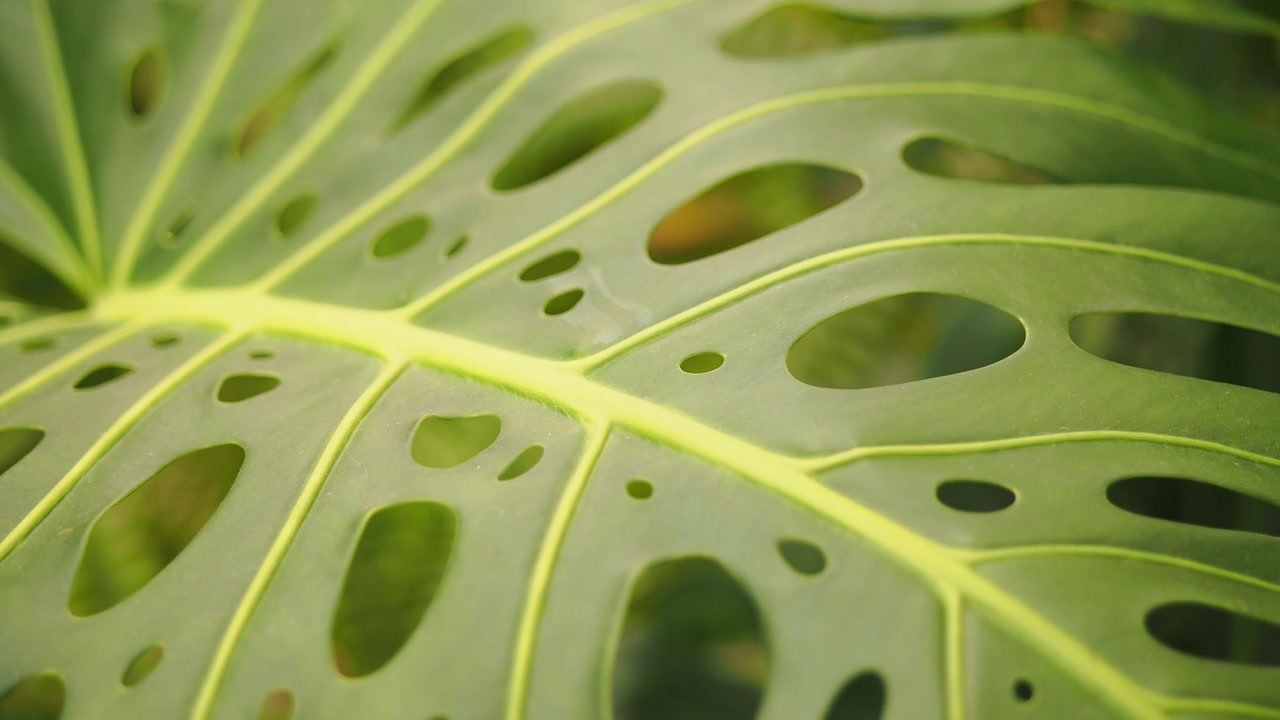 Close-up View of a Green Monstera Plant Leaf with Natural Holes