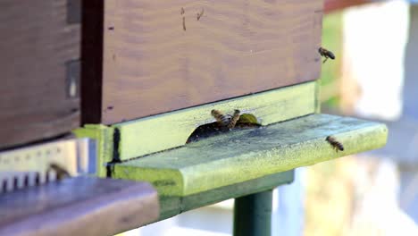 Bienen-Fliegen-In-Zeitlupe-Aus-Dem-Bienenstock-Ein-Und-Aus