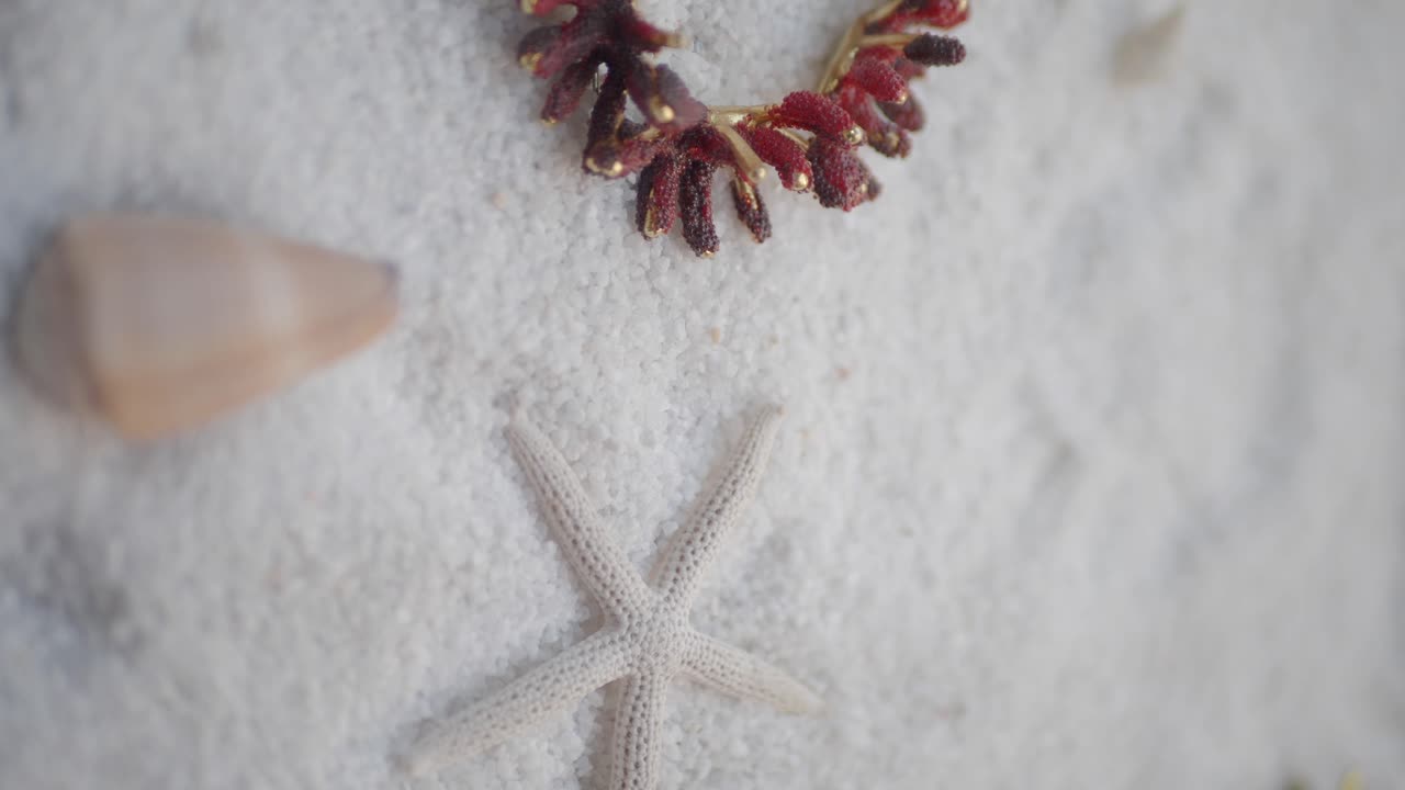 Close-up of Starfish, Seashell, and Coral on White Sand