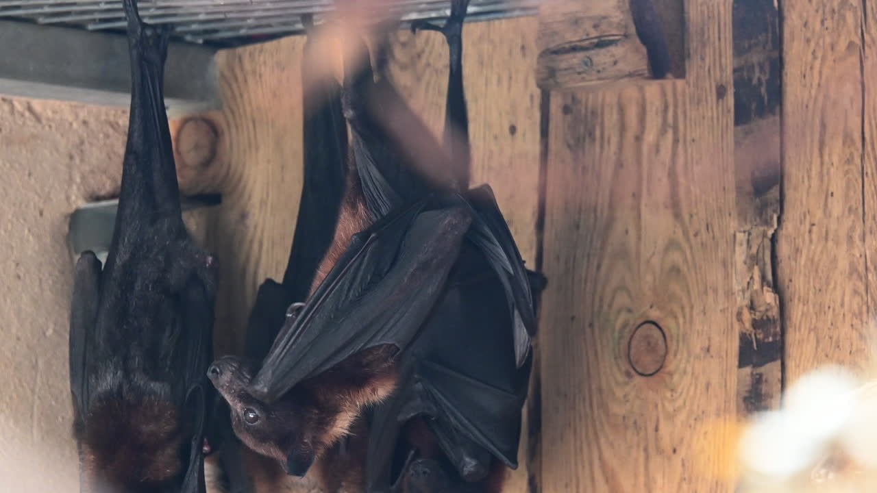 черные летучие мыши свисают с потолка террариума в зоопарке