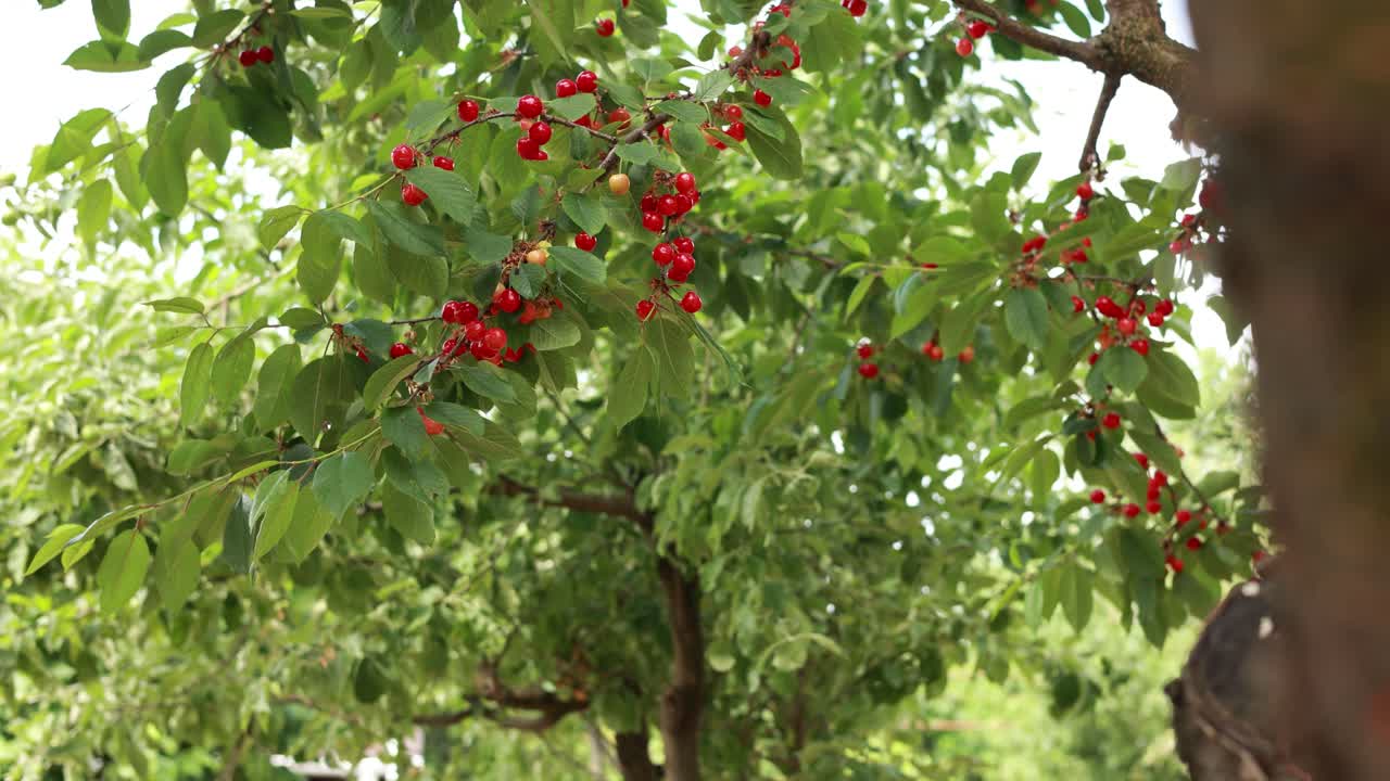 나무에 있는 체리