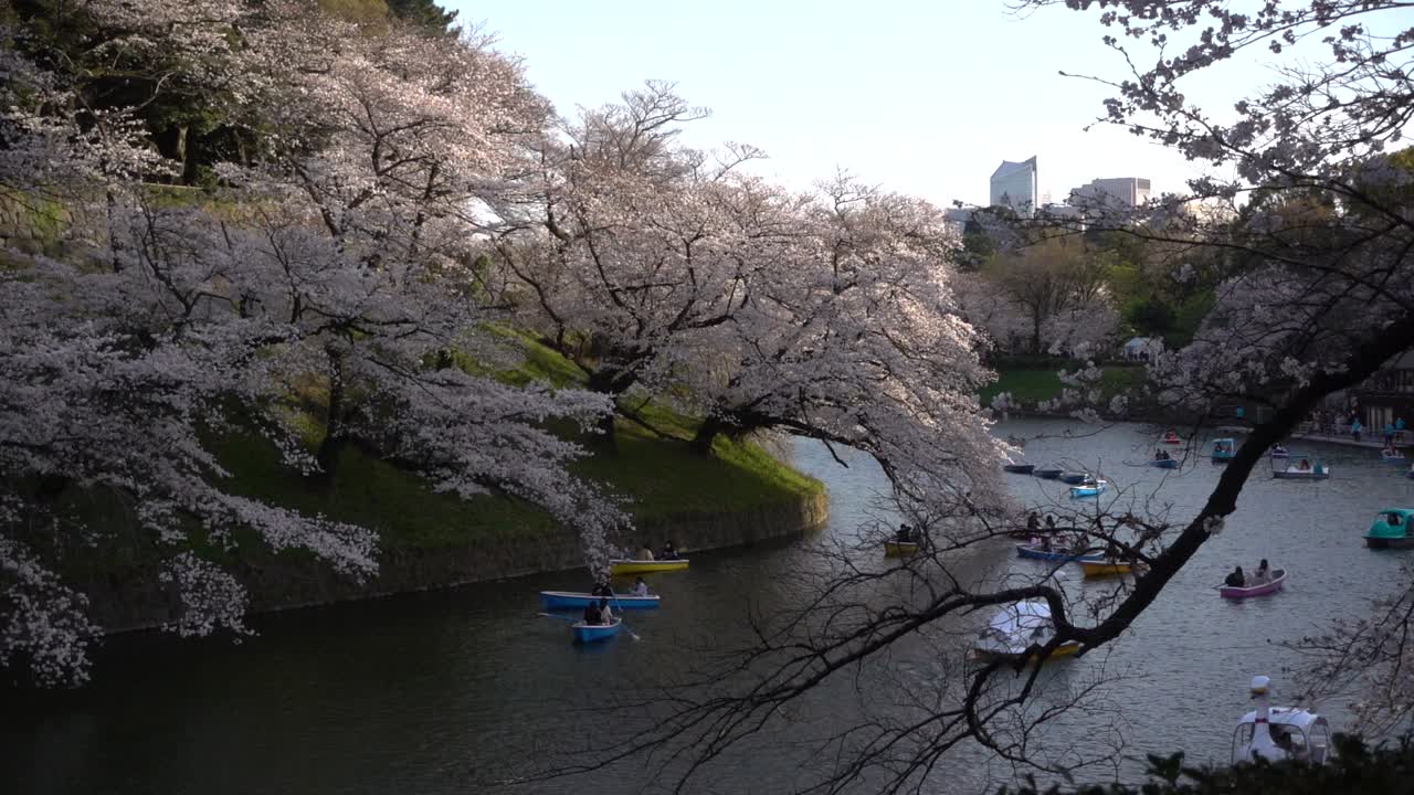 la vida cotidiana de la primavera en japón con cerezos en flor de sakura y botes de remos