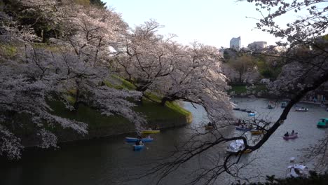 everyday spring life in japan with sakura cherry blossom trees and row boats