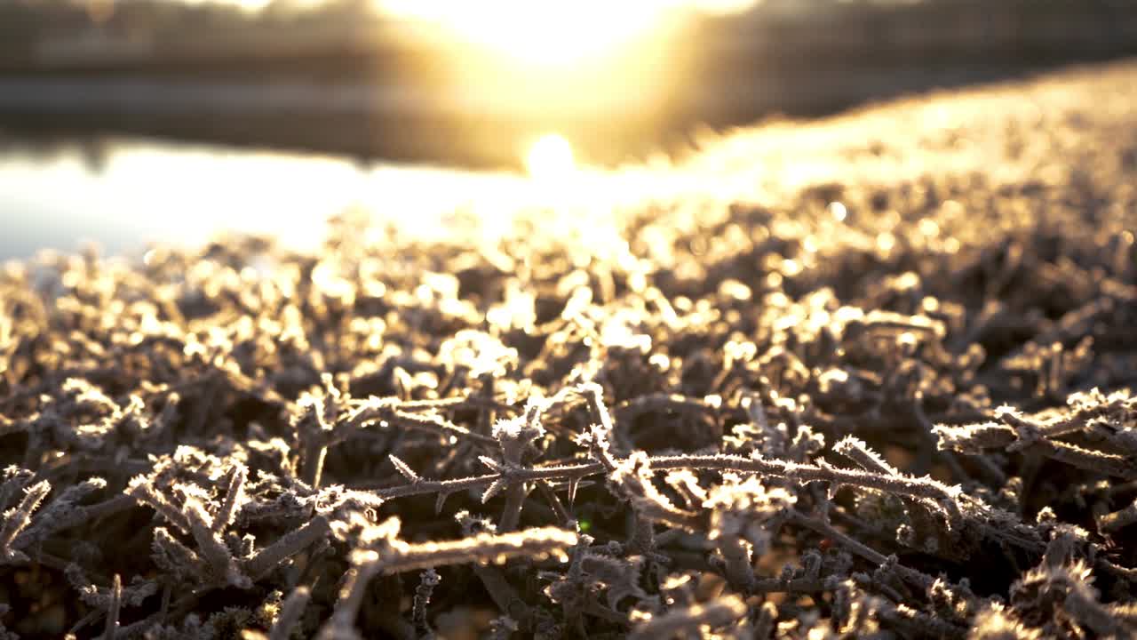 부시에 흰 서리와 함께 놀라운 아침 일출