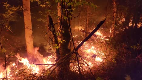 un suelo de bosque en llamas que se extiende rápidamente en la noche
