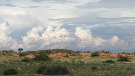 aléjese de un paisaje espectacular en el parque transfronterizo kgalagadi que muestra el paisaje verde, las dunas y las nubes de tormenta