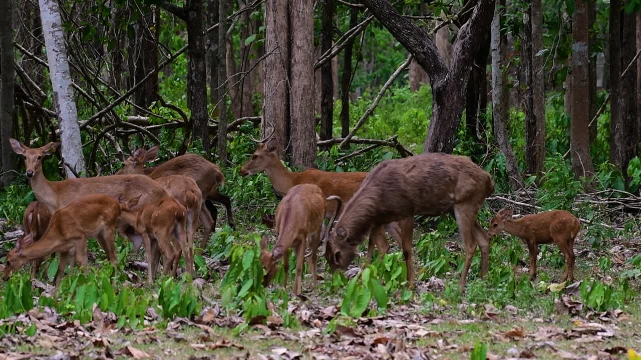 The Eld's Deer is an Endangered species due to habitat loss and hunting